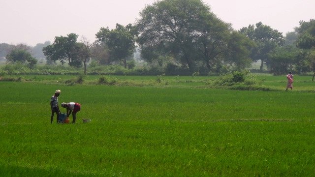 Foto de campos de arroz